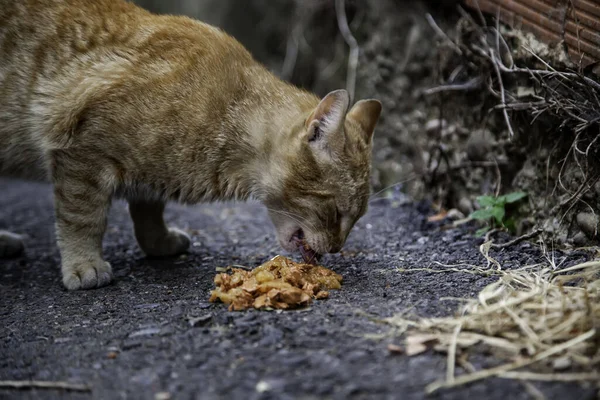 Övergiven Kattmat Uppgifter Hemlösa Djur — Stockfoto