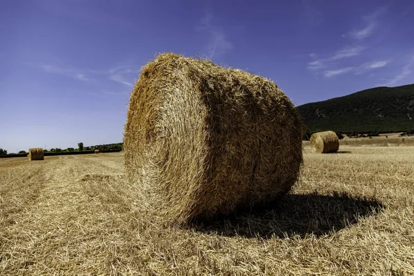 Bale Wheat Field Detail Cereal — Stock fotografie