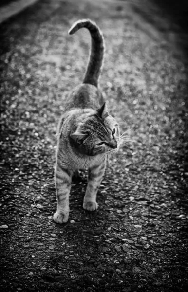 Обычная Бродячая Кошка Деталь Брошенного Млекопитающего — стоковое фото