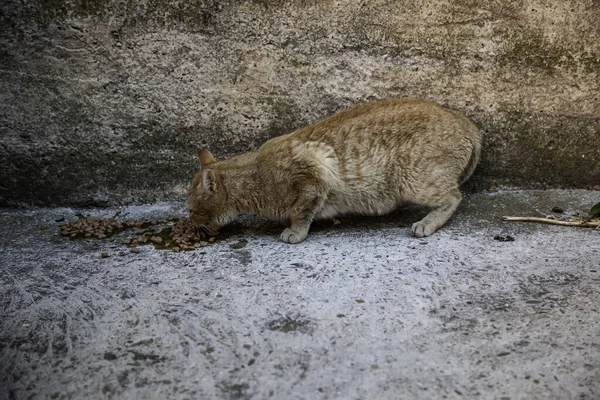 Gatos Callejeros Comiendo Calle Detalle Animales Domésticos Abandonados — Foto de Stock