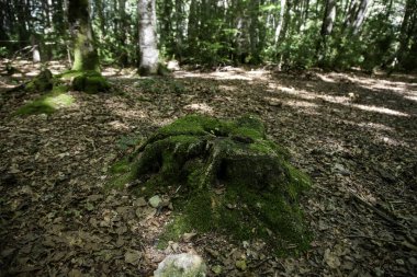 Antik kayın ormanı, doğanın ve çevrenin ayrıntıları