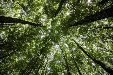 Antik kayın ormanı, doğanın ve çevrenin ayrıntıları