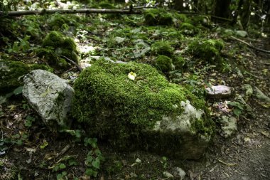 Ormanda yosunlu taş, ormandaki rutubetin ayrıntıları.
