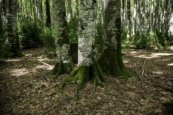 Antiguo Bosque Hayas Detalle Naturaleza Medio Ambiente — Foto de Stock