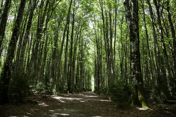 Antiguo Bosque Hayas Detalle Naturaleza Medio Ambiente — Foto de Stock