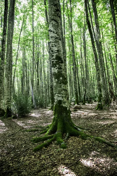 Antiguo Bosque Hayas Detalle Naturaleza Medio Ambiente — Foto de Stock