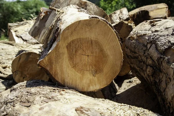 Troncos Árbol Cortados Detalle Industria Maderera —  Fotos de Stock