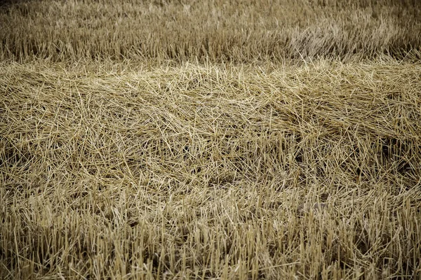 Hintergrund Weizenfeld Landwirtschaft Und Getreideanbau — Stockfoto