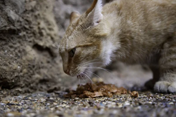 Herrelösa Katter Som Äter Gatan Uppgifter Övergivna Husdjur — Stockfoto