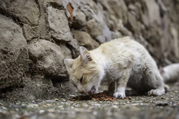 Herrelösa Katter Som Äter Gatan Uppgifter Övergivna Husdjur — Stockfoto