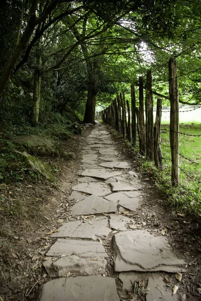 Caminar Para Peatones Bosque Salvaje Antiguo Caminar Para Gente Senderismo — Foto de Stock