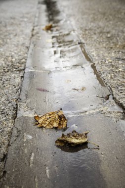 Doğadaki sonbahar ayrıntıları, yerde yatan kuru yapraklar.