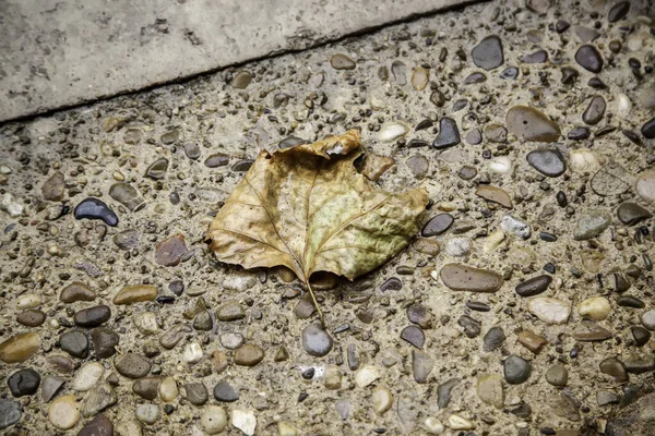 Herbstliches Detail Der Natur Trockenes Blatt Auf Dem Boden Liegend — Stockfoto