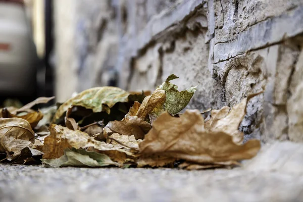 Doğadaki Sonbahar Ayrıntıları Yerde Yatan Kuru Yapraklar — Stok fotoğraf