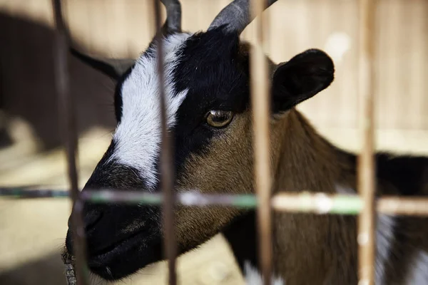 Haustiere Auf Dem Bauernhof Tierindustrie — Stockfoto