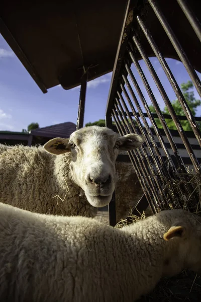 염소들은 농장에서 동물과 산업에 자세히 있습니다 — 스톡 사진