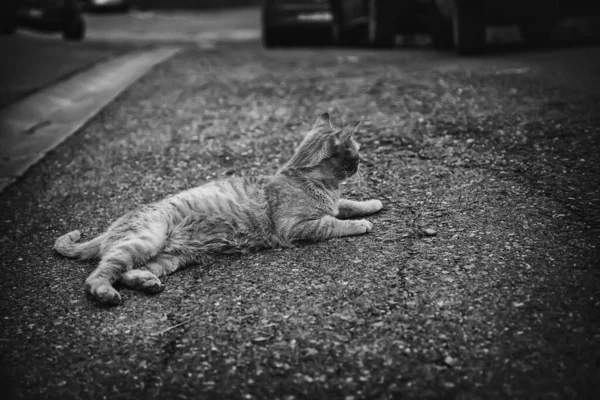 Бездомные Кошки Едят Улице Деталь Брошенных Домашних Животных — стоковое фото