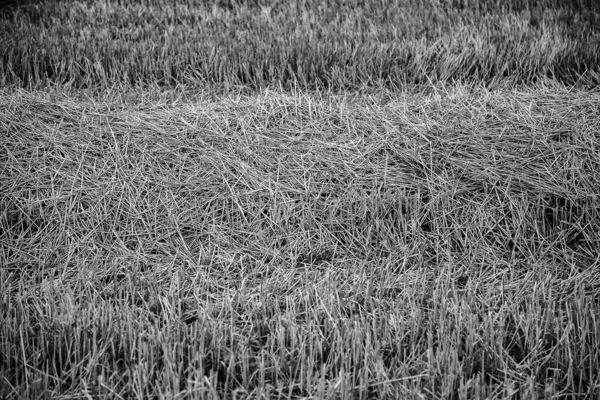 Campo Trigo Fundo Agricultura Cereais Detai — Fotografia de Stock