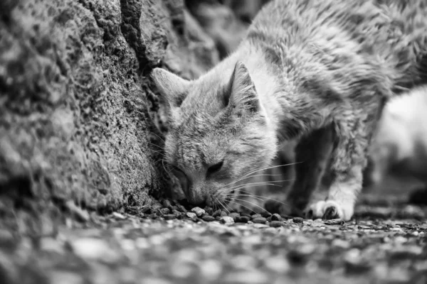 Verdwaalde Katten Eten Straat Detail Van Verlaten Huisdieren — Stockfoto