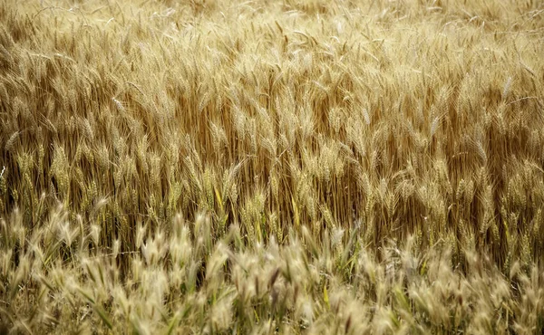 Getreidefeld Ökologischer Landbau Gesunde Ernährung — Stockfoto