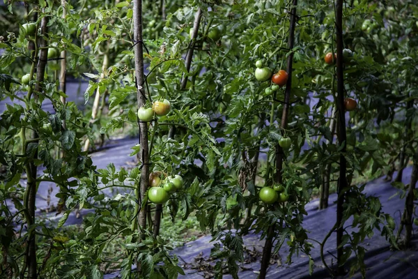 Biologische Tomatenplantage Moestuin Landbouw Oogst — Stockfoto