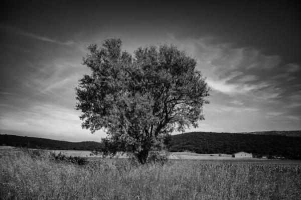 Árvore Solitária Floresta Detalhe Natureza — Fotografia de Stock