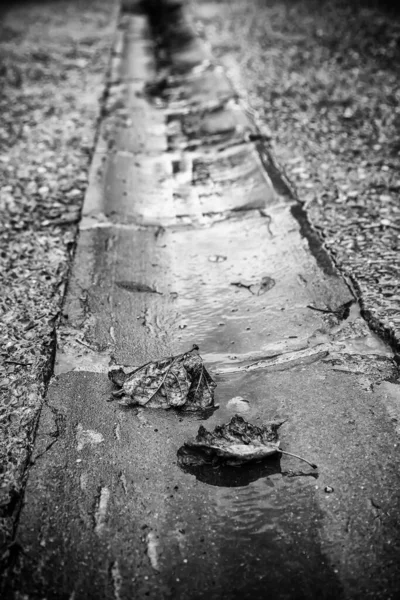 Herfst Detail Natuur Droog Blad Grond — Stockfoto