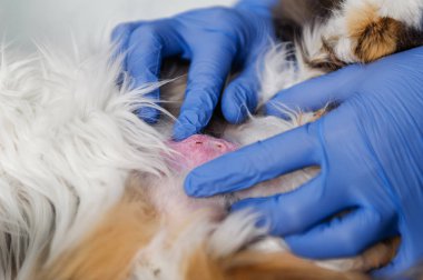 Veterinerde masadaki kedinin incelenmesi