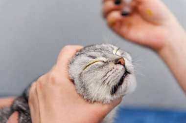 Veteriner kliniğinde ilaç ile kedi gözleri damlama