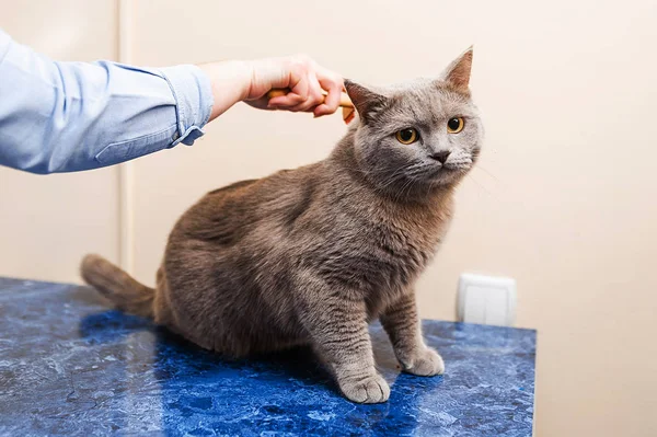 獣医のテーブルの上の猫の検査 — ストック写真