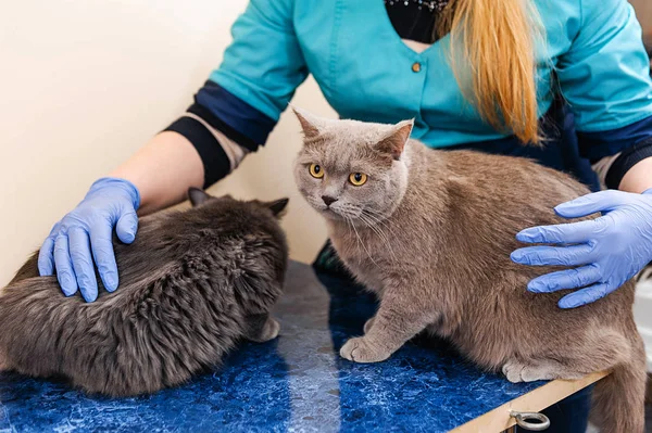 Untersuchung Der Katze Auf Dem Tisch Beim Tierarzt — Stockfoto