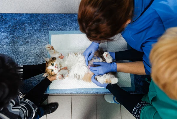 Untersuchung Der Katze Auf Dem Tisch Beim Tierarzt — Stockfoto