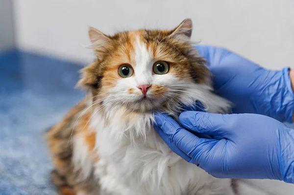 獣医のテーブルの上の猫の検査 — ストック写真