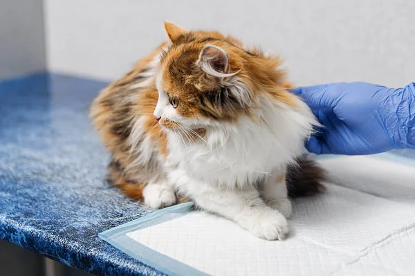 獣医のテーブルの上の猫の検査 — ストック写真
