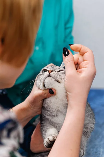 Dierenarts Druipend Kat Ogen Met Geneeskunde Een Dierenarts Kliniek — Stockfoto