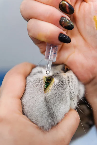 獣医クリニックで薬で猫の目を滴下する獣医 — ストック写真