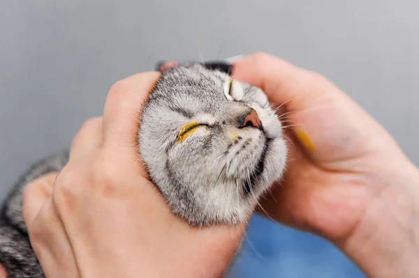 Vet Droppande Katt Öga Med Medicin Vet Klinik — Stockfoto