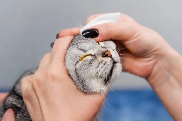 Vet Droppande Katt Öga Med Medicin Vet Klinik — Stockfoto
