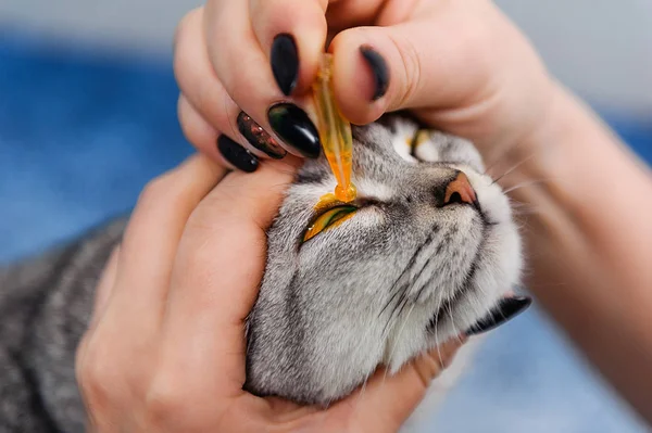 Tierarzt Tröpfelt Katzenaugen Mit Medikamenten Tierklinik — Stockfoto