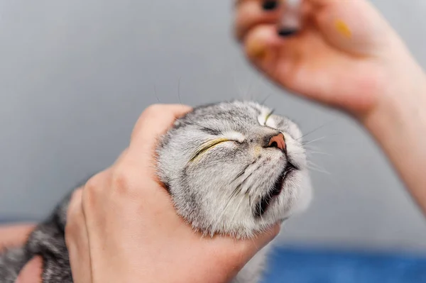 Vet dripping cat eyes with medicine in a vet clinic