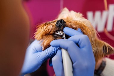 Hardware cleaning teeth of dogs from tartar clipart