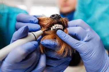 Tartar köpekler donanım Temizleme dişleri