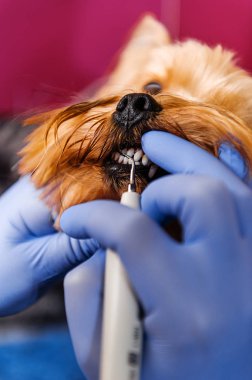 Tartar köpekler donanım Temizleme dişleri