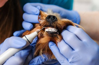 Tartar köpekler donanım Temizleme dişleri