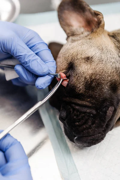 Resektion Lacrimal Sac Hundens Ögon Veterinär Medicin — Stockfoto
