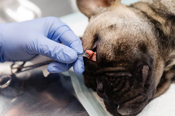 Résection Sac Lacrymal Sur Les Yeux Chien Médecine Vétérinaire — Photo