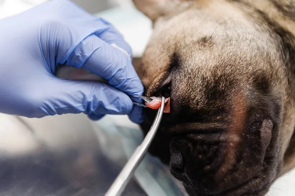 Résection Sac Lacrymal Sur Les Yeux Chien Médecine Vétérinaire — Photo