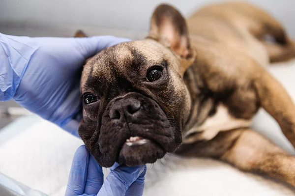 Résection Sac Lacrymal Sur Les Yeux Chien Médecine Vétérinaire — Photo