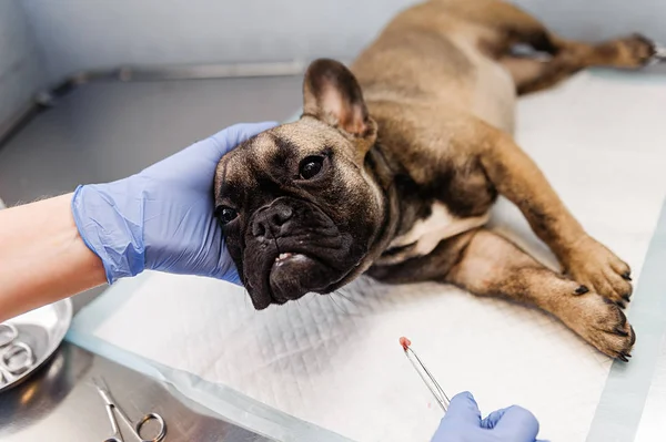 Resezione Del Sacco Lacrimale Sugli Occhi Del Cane Medicina Veterinaria — Foto Stock