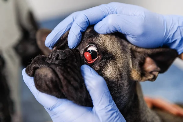 Résection Sac Lacrymal Sur Les Yeux Chien Médecine Vétérinaire — Photo